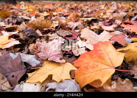 Ahornblätter zeigen kräftige Herbstfarben und zeigen die saisonale Transformation vom Sommergrün zu Herbstrot und Orangen. Die Blätter zeigen die Vielfalt der Farbtöne und Muster, die für Ahornlaub während des Herbstwechsels charakteristisch sind. Stockfoto