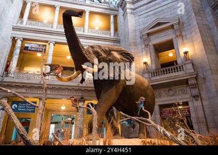 WASHINGTON DC, Vereinigte Staaten – Henry der Elefant ist eine prominente Ausstellung in der Kenneth Behring Family Rotunda im Smithsonian National Museum of American History. Das historische Elefantenexemplar diente seit seiner Installation als bekanntes Wahrzeichen für Museumsbesucher. Das architektonische Design der Rotunde bietet eine großartige Kulisse für dieses ikonische Stück der Museumssammlung. Stockfoto