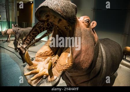 Die Mammals Hall im Smithsonian National Museum of Natural History in der National Mall in Washington DC. Stockfoto