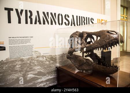 Ein Schädel eines Tyrannosaurus Rex im Smithsonian National Museum of Natural History in der National Mall in Washington DC. Stockfoto