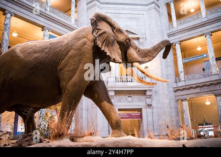 WASHINGTON DC, Vereinigte Staaten – Henry der Elefant ist eine prominente Ausstellung in der Kenneth Behring Family Rotunda im Smithsonian National Museum of American History. Das historische Elefantenexemplar diente seit seiner Installation als bekanntes Wahrzeichen für Museumsbesucher. Das architektonische Design der Rotunde bietet eine großartige Kulisse für dieses ikonische Stück der Museumssammlung. Stockfoto