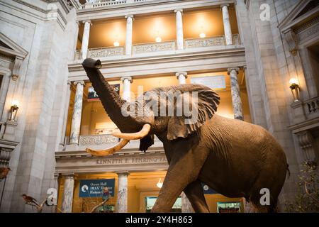 WASHINGTON DC, Vereinigte Staaten – Henry der Elefant ist eine prominente Ausstellung in der Kenneth Behring Family Rotunda im Smithsonian National Museum of American History. Das historische Elefantenexemplar diente seit seiner Installation als bekanntes Wahrzeichen für Museumsbesucher. Das architektonische Design der Rotunde bietet eine großartige Kulisse für dieses ikonische Stück der Museumssammlung. Stockfoto