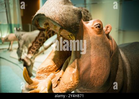 WASHINGTON DC, USA – Ein Flusspferd und andere afrikanische Wildtiere sind Teil der Dauerausstellung im National Museum of Natural History des Smithsonian. Die Ausstellung zeigt die Vielfalt der afrikanischen Tierwelt durch sorgfältig erhaltene und montierte Exemplare. Diese Exponate dienen als wichtige Bildungstools zum Verständnis afrikanischer Ökosysteme und Wildtiere. Stockfoto