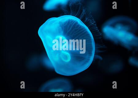 BALTIMORE, Maryland – Quallen schwimmen anmutig in einem spezialisierten Tank an der Jellies-Ausstellung des National Aquariums im Inner Harbor. Die lichtdurchlässige Stockfoto