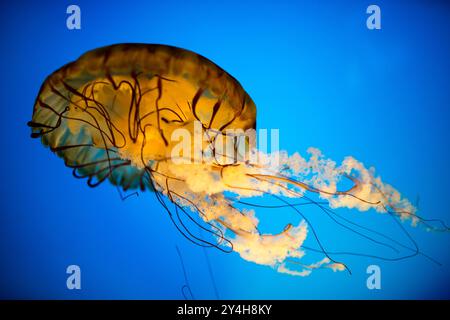 BALTIMORE, Maryland – Quallen schwimmen anmutig in einem spezialisierten Tank an der Jellies-Ausstellung des National Aquariums im Inner Harbor. Die lichtdurchlässige Stockfoto