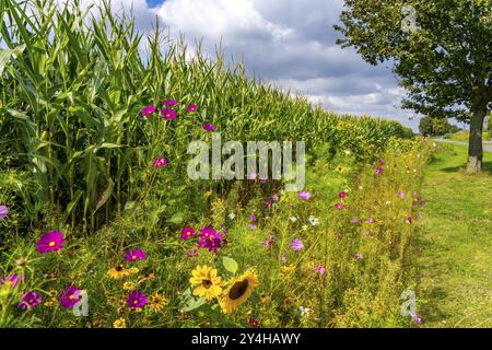 Blumenstreifen auf einem Maisfeld verschönern die verschiedenen Blumen und Pflanzen nicht nur die Landschaft, sondern sollen auch Bienen und andere Insekten versorgen Stockfoto