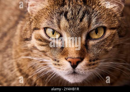 Bayern, Deutschland - 18. September 2024: Nahaufnahme eines Tabby-Katzenkopfes, der direkt in die Kamera schaut. Hauskatze *** Nahaufnahme eines getigerten Katzenkopfes, der direkt in die Kamera blickt. Haustier Katze Stockfoto