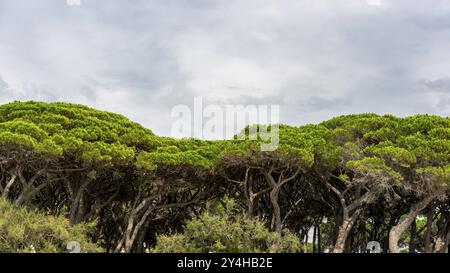 Kiefer (Pinus pinea), Kiefernwald, Kiefer, Kiefer, mittelmeer, Panorama, Italien, Europa Stockfoto