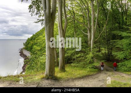 Der Hochuferwanderweg von Baabe über Sellin nach Binz, durch dichten Buchenwald, entlang der Klippen, mit vielen Ausblicken auf die Ostsee, hier der Abschnitt Stockfoto