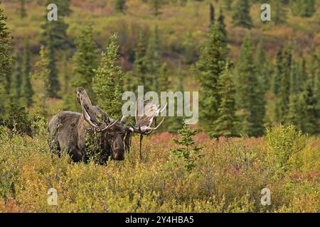 Stierelelche (Alces alces) mit Samt, der an seinem Geweih hängt und im borealen Wald inmitten der herbstbunten Büsche steht, Denali National Par Stockfoto