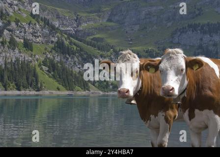 Rinder am Ufer des Oeschinensees, Berner Oberland, Schweiz, Europa Stockfoto