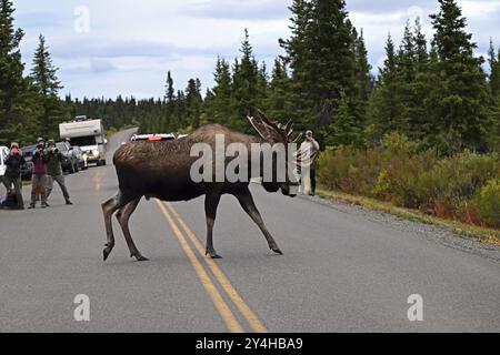 Bullenelche (Alces alces) überqueren die Straße und sind fotografiert, Denali National Park Stockfoto