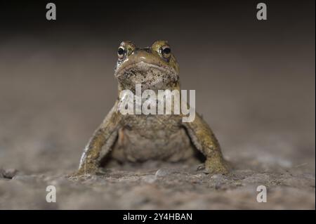 Gemeine Kröte (Bufo bufo), alleinmännlich, auf dem Weg zu Laichgewässern, Abend, Krötenwanderung, Bottrop, Ruhrgebiet, Nordrhein-Westfalen, Deutschland, Eur Stockfoto