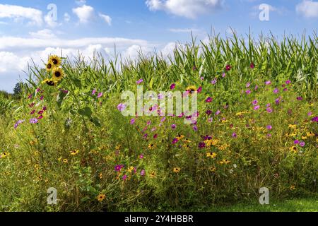 Blumenstreifen auf einem Maisfeld verschönern die verschiedenen Blumen und Pflanzen nicht nur die Landschaft, sondern sollen auch Bienen und andere Insekten versorgen Stockfoto