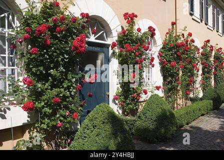 Kletterrosen an der Fassade des Weinschlosses Johannisberg, Rheingau, Hessen, Deutschland, Europa Stockfoto