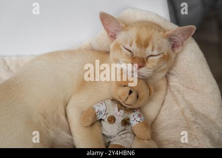 Das bezaubernde rote burmesische Kätzchen schläft in einem weißen Bett und umarmt einen Teddybären auf einem weichen Kissen. Stockfoto