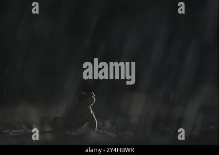 Gemeine Kröte (Bufo bufo), alleinmännlich, im Regen, auf dem Weg zu den Laichgewässern, Abend, Krötenwanderung, Bottrop, Ruhrgebiet, Nordrhein-Westpha Stockfoto