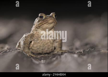 Gemeine Kröte (Bufo bufo), alleinmännlich, auf dem Weg zu Laichgewässern, Abend, Krötenwanderung, Bottrop, Ruhrgebiet, Nordrhein-Westfalen, Deutschland, Eur Stockfoto