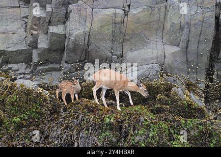 Schwarzwedelhirsche (Odocoileus hemionus), Rehwild mit Rehkitz, Pazifikküste, Vancouver Island Stockfoto