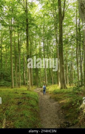 Der Hochuferwanderweg von Baabe über Sellin nach Binz, durch dichten Buchenwald, entlang der Klippen, mit vielen Ausblicken auf die Ostsee, hier der Abschnitt Stockfoto