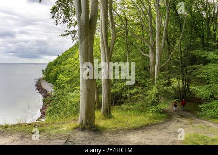 Der Hochuferwanderweg von Baabe über Sellin nach Binz, durch dichten Buchenwald, entlang der Klippen, mit vielen Ausblicken auf die Ostsee, hier der Abschnitt Stockfoto