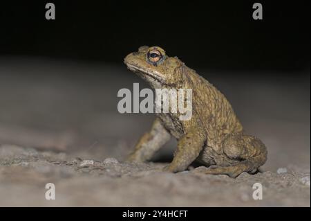 Gemeine Kröte (Bufo bufo), alleinmännlich, auf dem Weg zu Laichgewässern, Abend, Krötenwanderung, Bottrop, Ruhrgebiet, Nordrhein-Westfalen, Deutschland, Eur Stockfoto