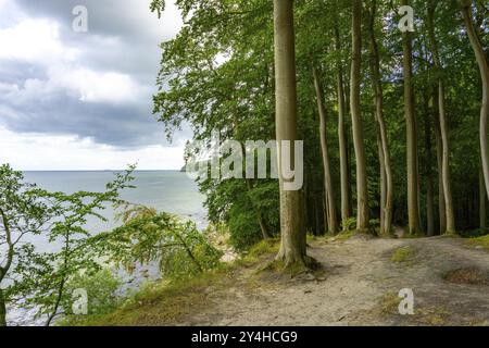 Der Hochuferwanderweg von Baabe über Sellin nach Binz, durch dichten Buchenwald, entlang der Klippen, mit vielen Ausblicken auf die Ostsee, hier der Abschnitt Stockfoto