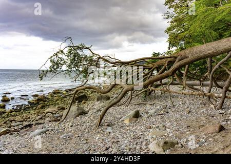 Der Hochuferwanderweg von Baabe über Sellin nach Binz, durch dichten Buchenwald, entlang der Klippen, mit vielen Ausblicken auf die Ostsee, hier der Abschnitt Stockfoto