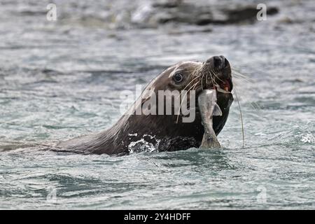 Steller Seelöwe (Eumetopias jubatus) schwimmt im Wasser und isst einen Buckellachs, Prince William Sound Stockfoto