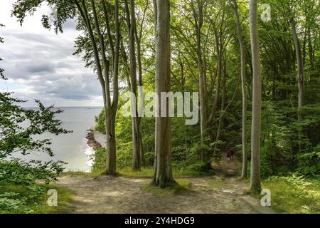 Der Hochuferwanderweg von Baabe über Sellin nach Binz, durch dichten Buchenwald, entlang der Klippen, mit vielen Ausblicken auf die Ostsee, hier der Abschnitt Stockfoto