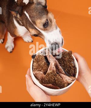 Ein Hund leckt eine Schüssel voller Leckerli auf einem orangefarbenen Hintergrund. Das Bild unterstreicht die Zufriedenheit des Hundes und die lebhafte Umgebung. Stockfoto