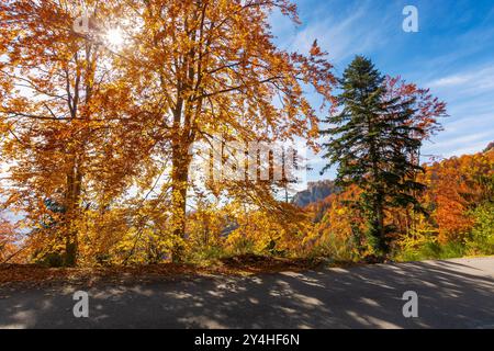 Landstraße im apuseni-Gebirge, rumänien. Herbstliche Landschaft an einem sonnigen Nachmittag. Bäume in Herbstfarben. Blauer Himmel mit Wolken. Ländliches Wochenende Stockfoto