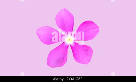 Schneiden Sie das Bild einer Madagaskar-Rosenblüte oder einer Catharanthus-Rosenblüte mit Schneidewegen aus, die auf einem violetten Hintergrund platziert sind und das lebendige pe hervorheben Stockfoto