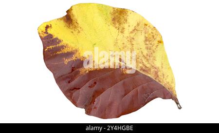 Aus Teakholz auf weißem Hintergrund mit Beschneidungspfaden ausschneiden. Die detaillierten Adern und die satte gelbe Farbe der Blätter sind deutlich sichtbar, Highlighti Stockfoto
