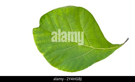 Aus Teakholz auf weißem Hintergrund mit Beschneidungspfaden ausschneiden. Die detaillierten Adern und die satte grüne Farbe der Blätter sind deutlich sichtbar, deutlich sichtbar Stockfoto