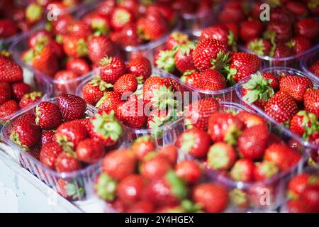 Frische Erdbeeren zum Verkauf auf dem lokalen Lebensmittelmarkt in Helsinki, Finnland Stockfoto