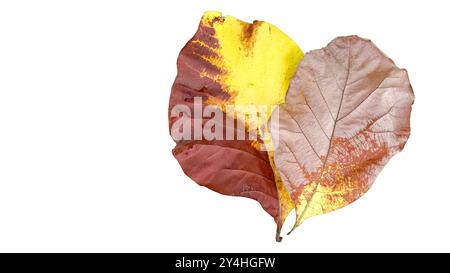 Aus Teakholz auf weißem Hintergrund mit Beschneidungspfaden ausschneiden. Die detaillierten Adern und die satte gelbe Farbe der Blätter sind deutlich sichtbar, Highlighti Stockfoto
