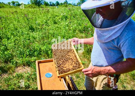 Imker inspiziert Bienenstock in lebendiger Wiese auf Augenhöhe Stockfoto
