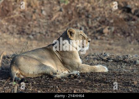 Herrliche Löwin, die morgens ein Sonnenbad genießt. Asiatische Löweninnen sind große weibliche Katzen, die in Indien beheimatet sind. Sie sind kleiner als afrikanische Löwen. Stockfoto