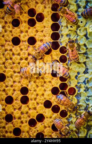 Honigbienen auf Golden Honeycomb Nahaufnahme in Motion Stockfoto