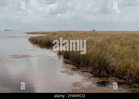 Marsh Area im Meereswaldgebiet Currituck Banks Estuaine in den Outer Banks von North Carolina Stockfoto