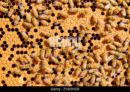 Hektischer Honeybee Hive und Honeycomb Nahaufnahme bei Tageslicht Stockfoto