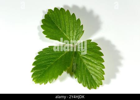 Einzelnes grünes Erdbeerblatt isoliert auf weißem Hintergrund. Volle Schärfentiefe. Stockfoto