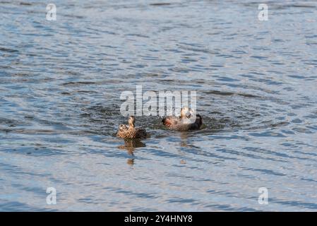 Gadwall (Mareca strepera) bei Rye Meads, Herts Stockfoto