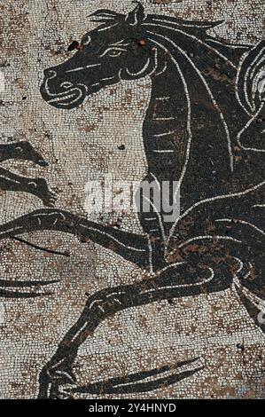 Kopf und Vorderbeine eines Seepferdes oder Hippocampus. Detail aus dem Mosaik des Römischen Reiches, bekannt als Mosaik des Amphitrits, in der Terme di Nettuno (Neptunbäder) in Ostia Antica, Latium, Italien. Stockfoto