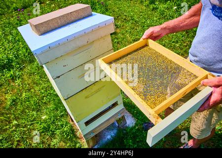 Imker untersucht Pollenrahmen in Nahaufnahme auf Rural Hive Eye-Level Stockfoto