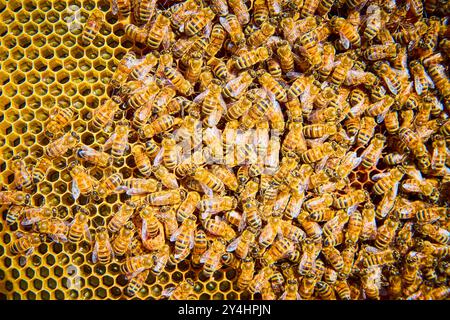 Honigbienen auf Honeycomb in Brood Box Nahaufnahme Stockfoto