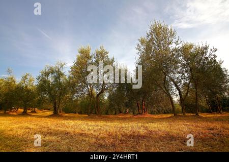 Mittelalterliches Dorf Scrofiano, Provinz Arezzo, Toskana, Italien Stockfoto