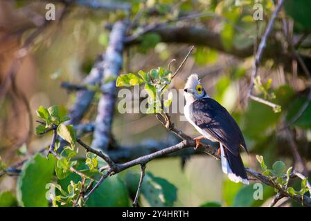 Weißkäppchen-Helm-Shrike- Prionops plumatus - Amudat Uganda Stockfoto