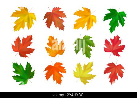 Satz herbstlicher Ahornblätter. Realistische gelbe, rote, orange, grüne Ahornblätter. Vektorabbildung Stock Vektor